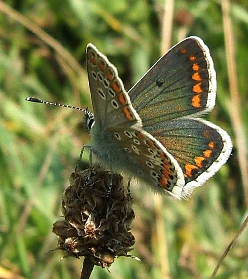 Aricia agestis Aricia agestis